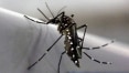 Mosquito transgênico contra dengue será levado para Juiz de Fora