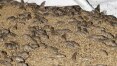 Invasão de ratos destrói plantações e infecta água na Austrália