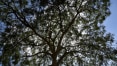 A raridade do faveiro: pesquisadores e voluntários lutam para proteger árvore de Minas Gerais