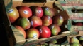 Frutas levam Klabin a fazer nova fábrica no Ceará