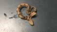 Cobra de duas cabeças é encontrada em quintal de casa dos EUA