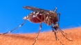PMs de folga vão combater criadouros de mosquito da dengue