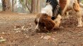 Cão farejador ajuda a resgatar coalas entre os enormes incêndios na Austrália