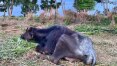 Polícia investiga abandono de mil búfalos em SP; fazendeiro e ONG disputam animais
