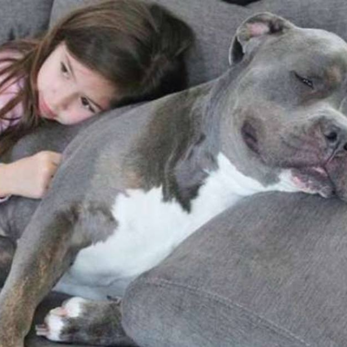 Pitbull Adotado Nao Consegue Dormir Longe De Menina Nos Eua Veja Emais Estadao