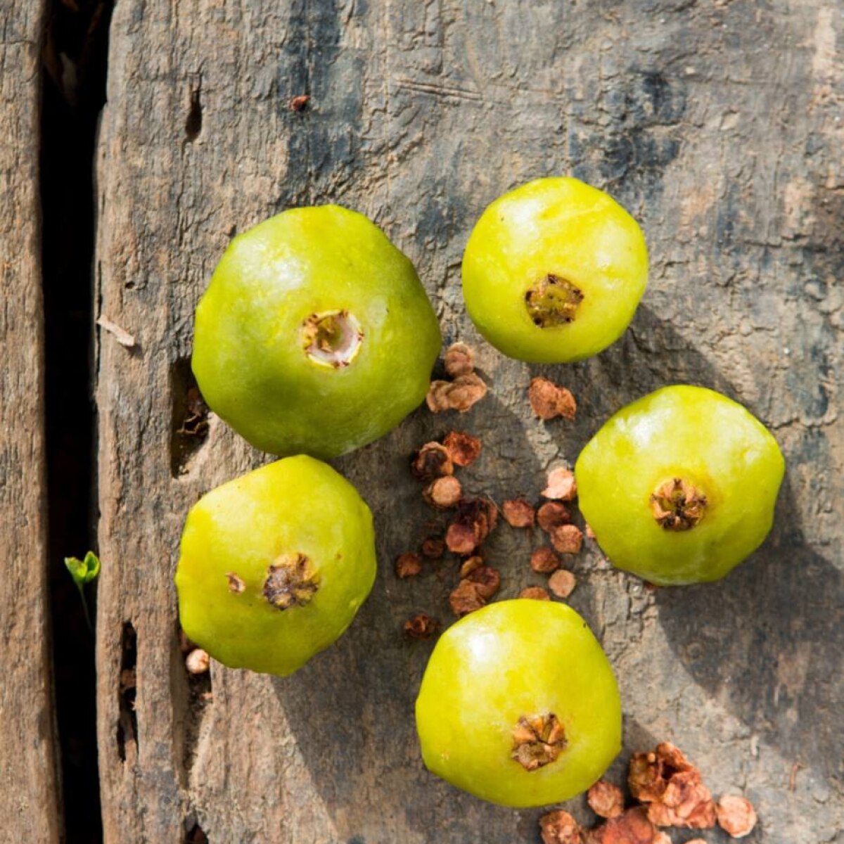 Cambuci Fruta Onde Comprar Em Sp Cambuci Paladar Estadao