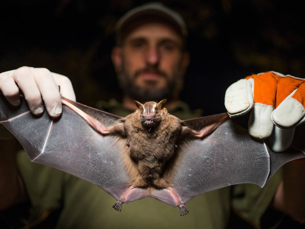Número de acidentes com morcegos cresce 101% em São Paulo - São Paulo - Estadão