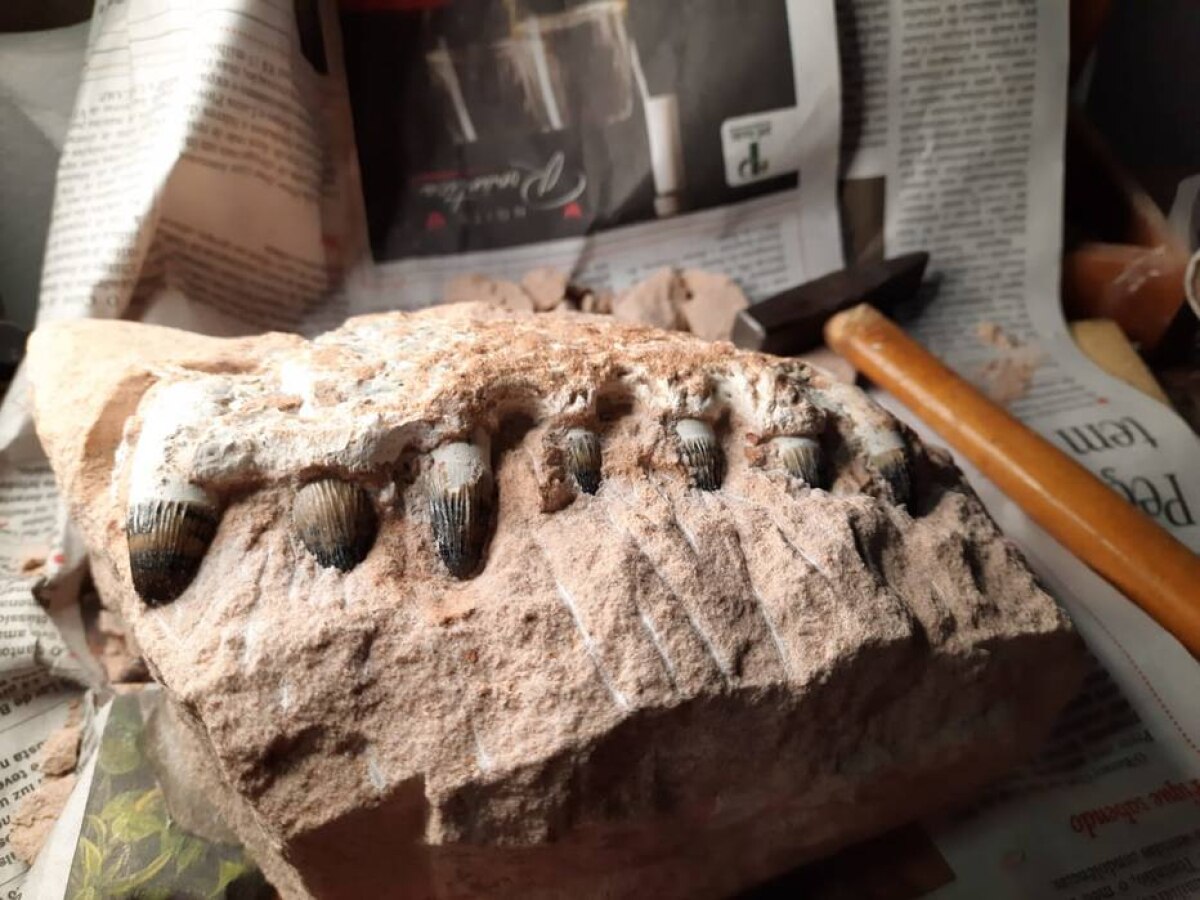 Obra em rodovia descobre fósseis de dinossauros de 90 milhões de anos no  interior de SP - Ciência - Estadão