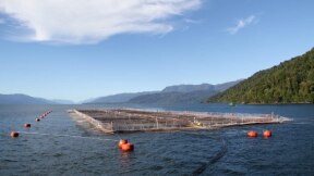 Gaiolas no mar para criar o salmão nas águas prístinas dos Canais da Patagônia. Imagem, WWF Chile – Denisse Mardones.