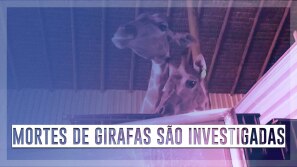 Mortes de girafas são investigadas no Rio
