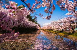 Cerejeiras no Japão e as outras flores da primavera