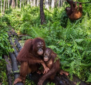 Incêndios e óleo de palma ameaçam macacos na Indonésia - Sustentabilidade -  Estadão
