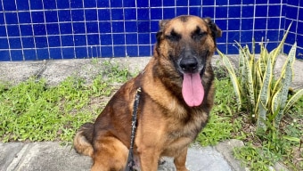 Otto, cão aposentado da polícia, participa da campanha de adoção. Foto: CIPCAES