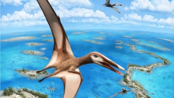 A nova espécie recebeu o nome de Mimodactylus libanensis Foto: Julius T. Csotonyi