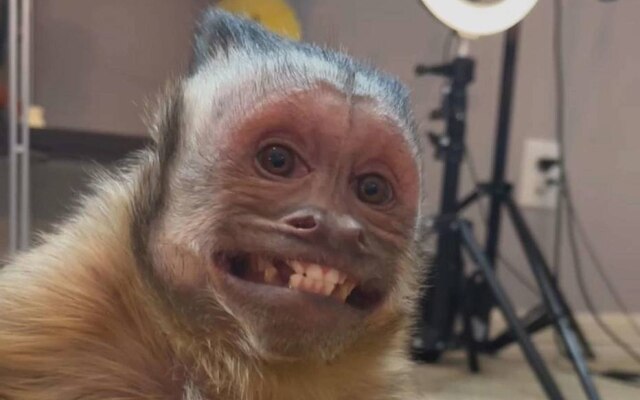 Maior celebridade entre os macacos na web, George morreu em junho de 2021 por complicações com anestesia em procedimento cirúrgico