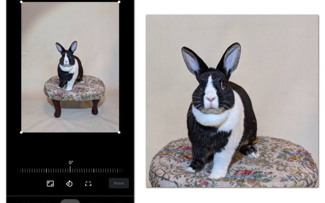 A função de recorte e outras ferramentas de edição no software de fotos do seu smartphone podem tornar seus retratos de animais de estimação caseiros muito mais profissionais