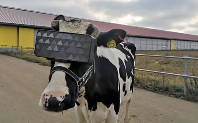 Vaca em fazenda russa que testa realidade virtual nos animais 