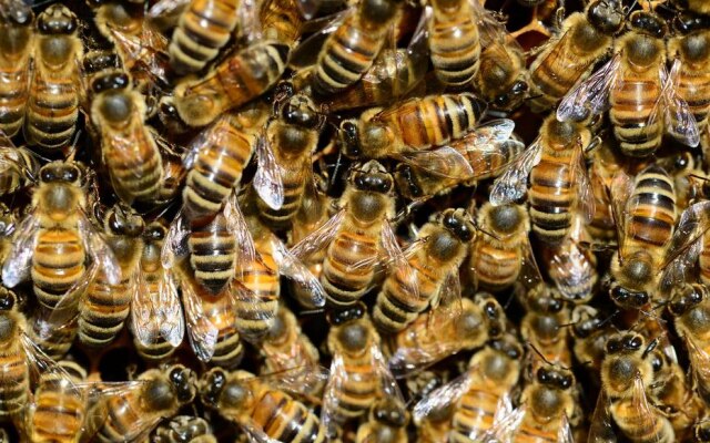 Houve uma queda drástica no número de abelhas em todo o mundo, em grande parte devido à agricultura intensiva, o uso de pesticidas, pragas e mudanças climáticas