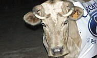 Governo confirma caso ‘atípico’ do mal da vaca louca em MT