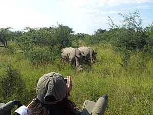 Mônica Nóbrega/Estadão - Encontro com rinocerontes no Kruger Park