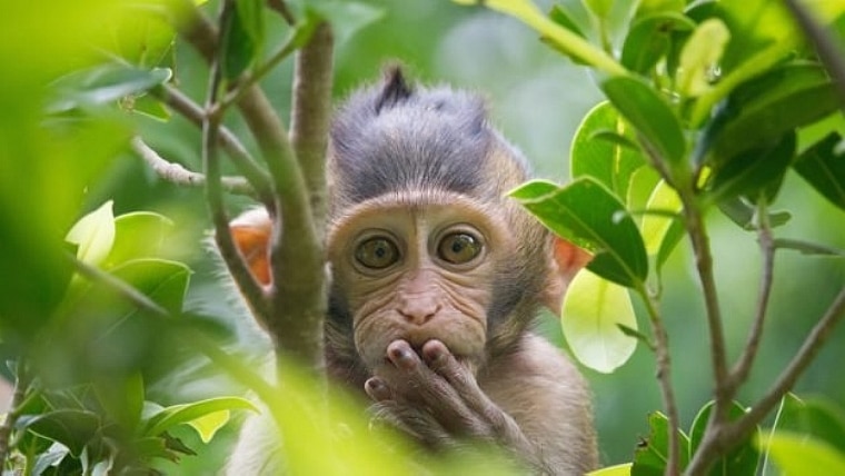 Foto: Shutterstock