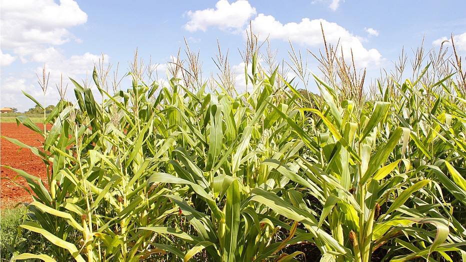 Agrotóxicos colocam sob alerta 25% dos alimentos, diz Anvisa