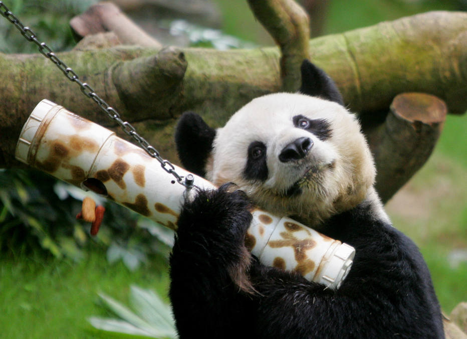 El panda macho más viejo en cautiverio muere a los 35 años en Hong Kong