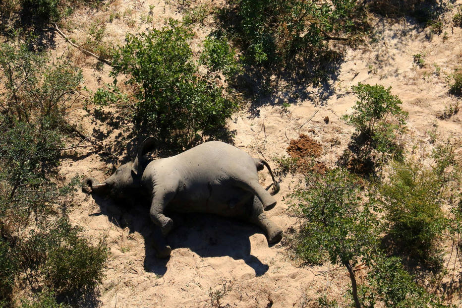 ctv-sbs-a-dead-elephant