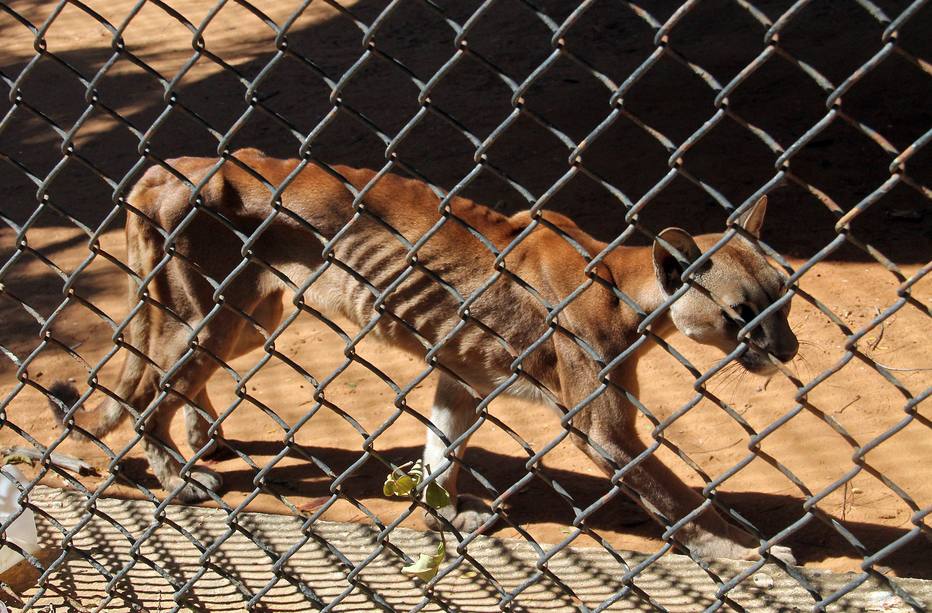Puma passa fome no zoológico metropolitano de Maracaibo, no estado de Zulia, na Venezuela. Animais correm risco de inanição 