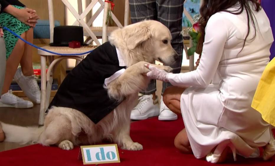 Programa de TV exibe 'casamento' entre mulher e seu cão e recebe