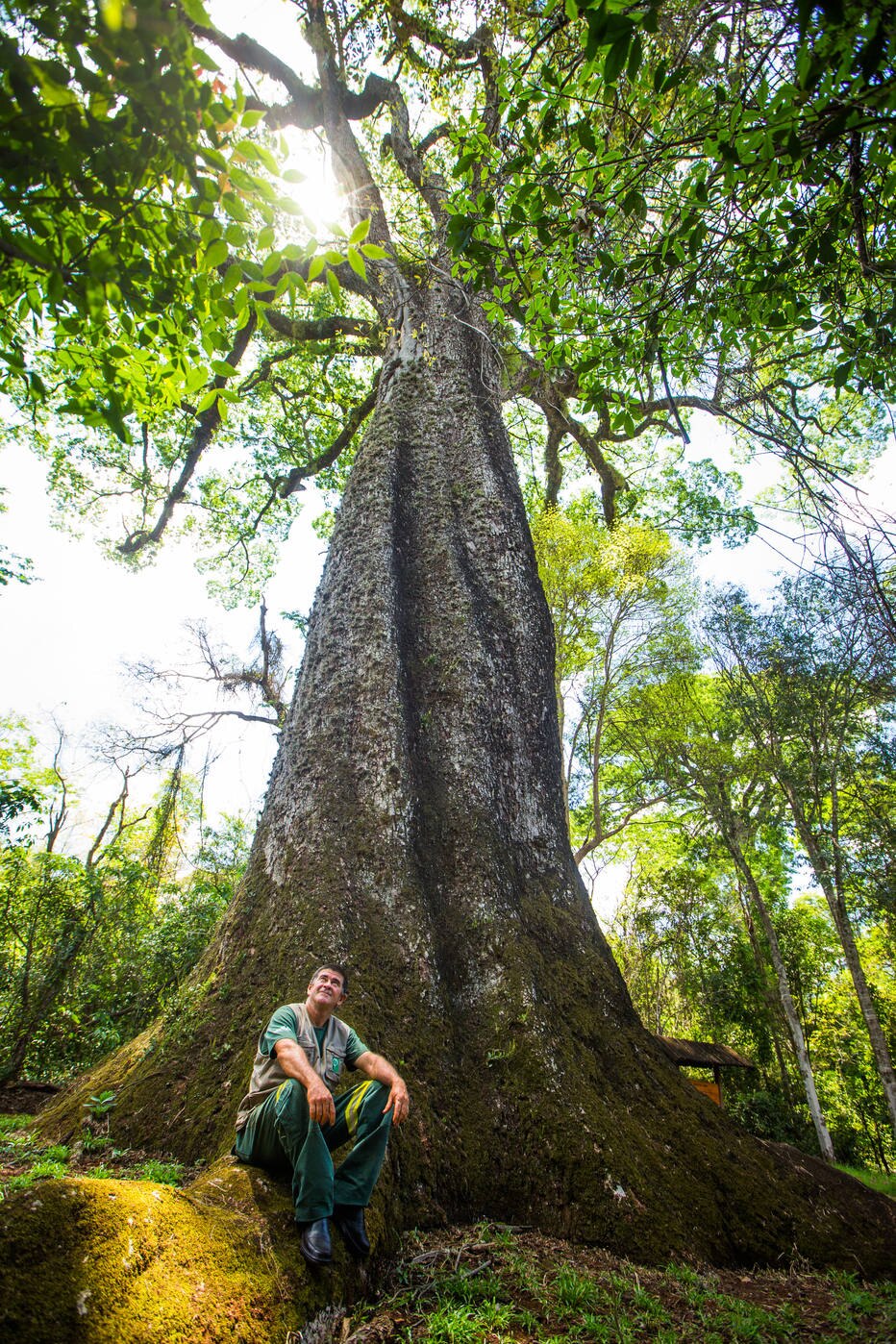 Patriarca do Parque Estadual Vassununga