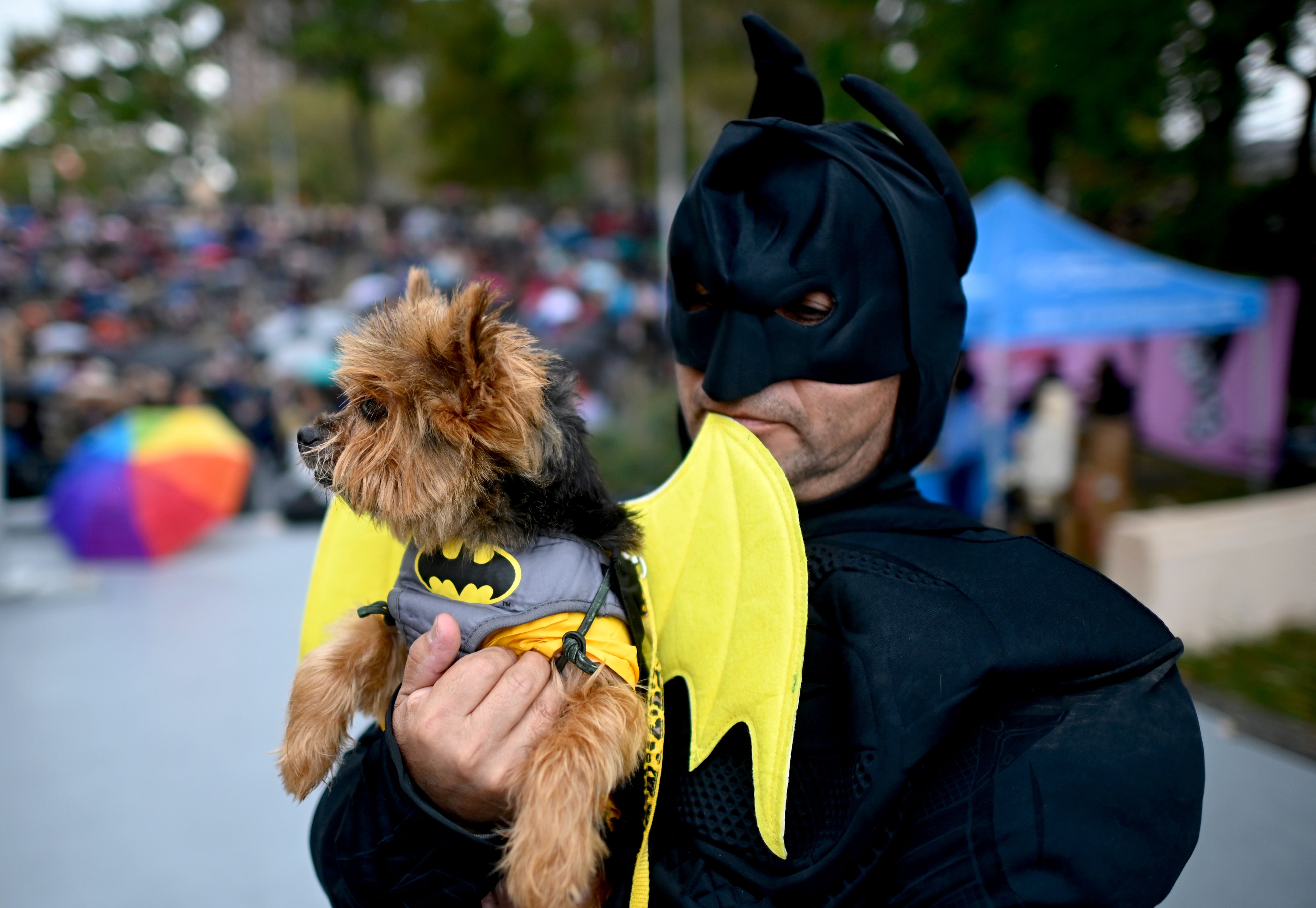 Cachorro vestido de batman Clearance