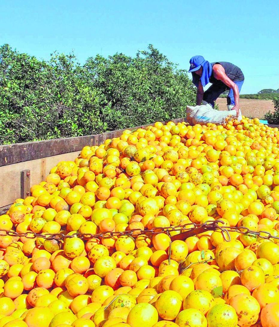 Tensão no setor da laranja volta após acordo no Cade - Economia - Estadão