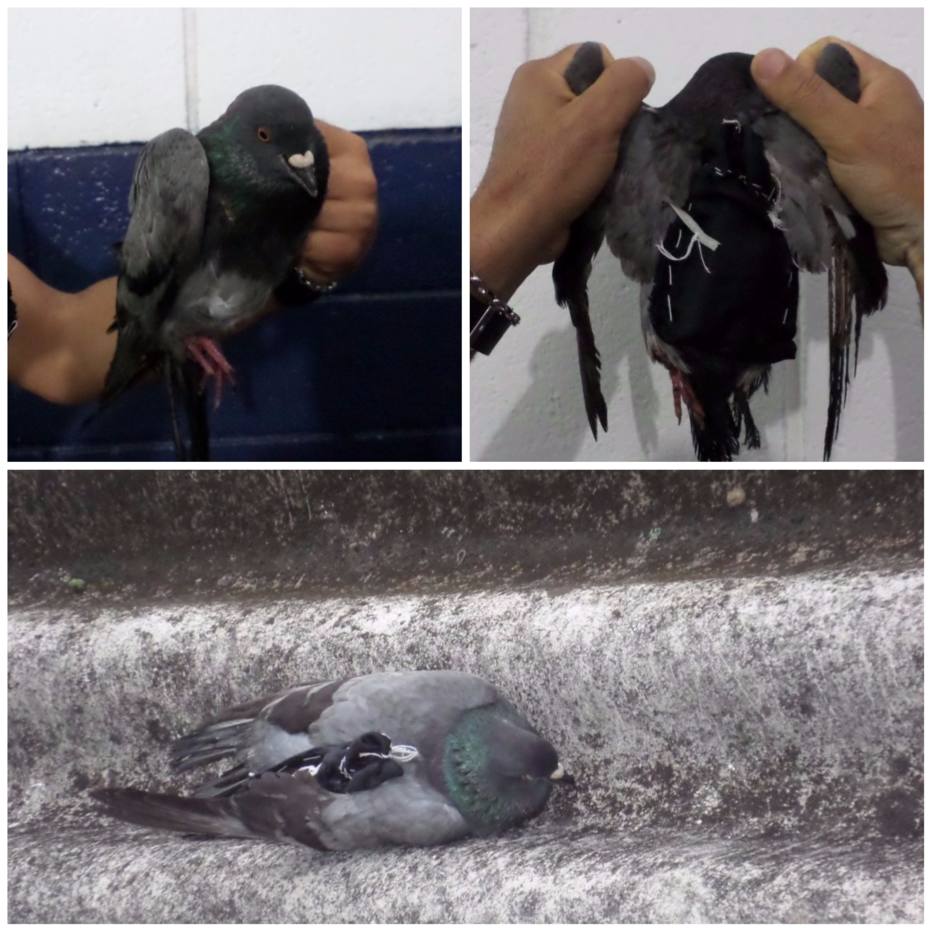 Pombos são capturados ao transportar celulares para penitenciárias em SP