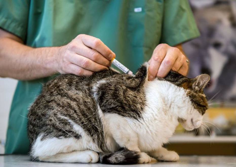 Auxiliar veterinário é uma das formações e cargos que mais crescem no Brasil Foto: PHILIPPE HUGUEN/AFP