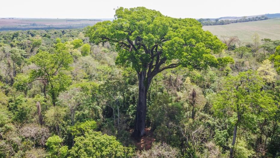 Patriarca, no Parque Estadual Vassununga