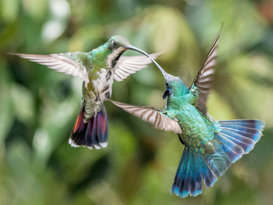 Um mango de garganta preta e um colibri menor duelando na fazenda  de café “El Colibri Gorriazul”, na Colômbia.