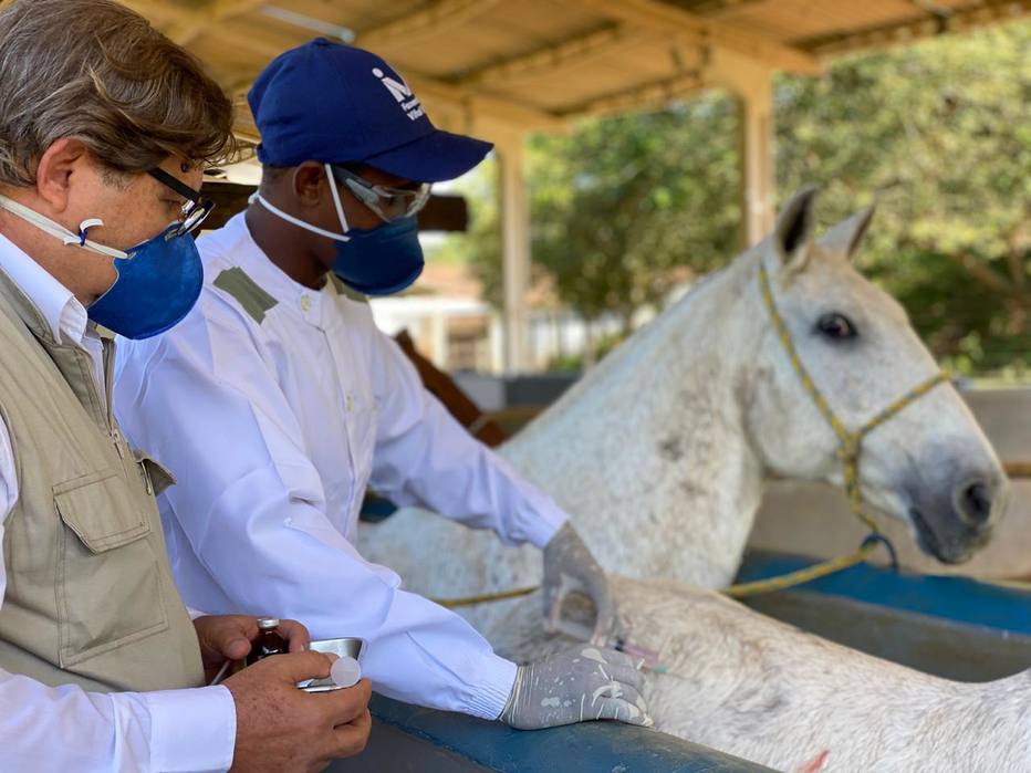 Em maio, cinco cavalos do Instituto Vital Brazil (IVB) foram inoculados com uma proteína S recombinante do coronavírus produzida na Coppe/UFRJ. Depois de 70 dias os plasmas de quatro animais apresentaram anticorpos de 20 a 50 vezes mais potentes cont