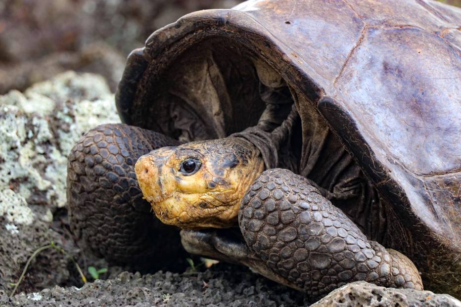 Extinct giant tortoise found more than 100 years ago in the Galapagos – science