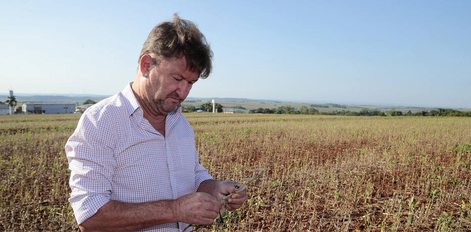 José Antônio Borghi, produtor rural e presidente do Sindicato de Produtores Rurais de Maringá; apesar de ter feito seguro rural, ele não acredita que todas as perdas serão ressarcidas 