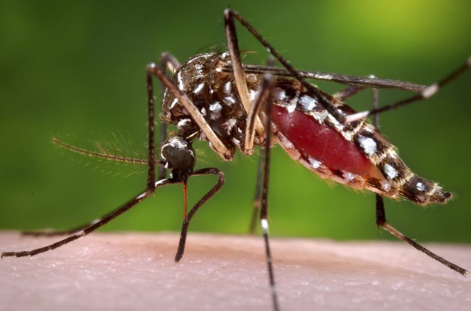 ctv-eic-aedes-foto-reuters-james-gathany