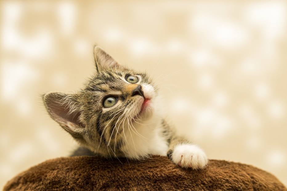 Dia Internacional do Gato veja dicas de como cuidar dos