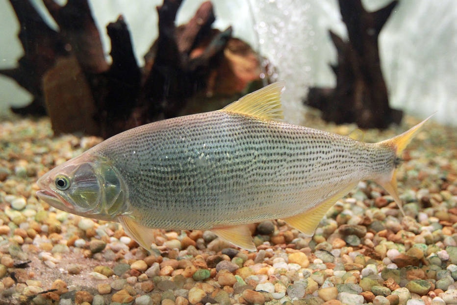 Lei proíbe pesca de dourado por cinco anos em Mato Grosso do Sul