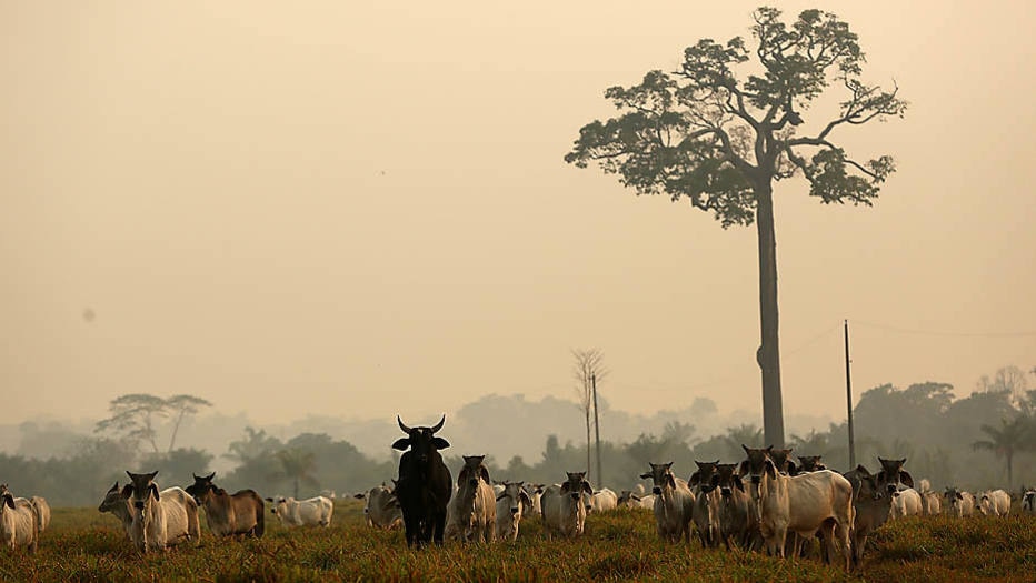 20% da soja e da carne exportadas para UE podem estar ‘contaminadas’ com desmatamento, alerta estudo