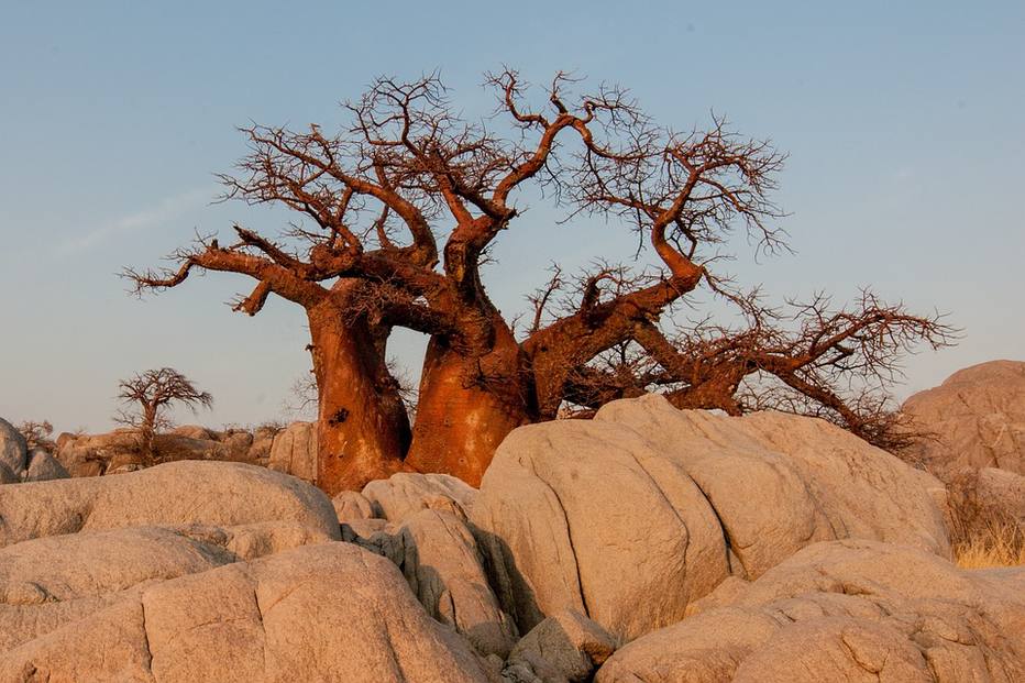 Os pesquisadores temem que a mudança climática esteja matando os baobás