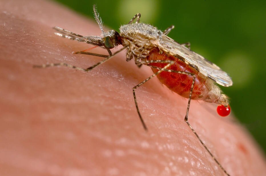 ctv-7tz-aedes