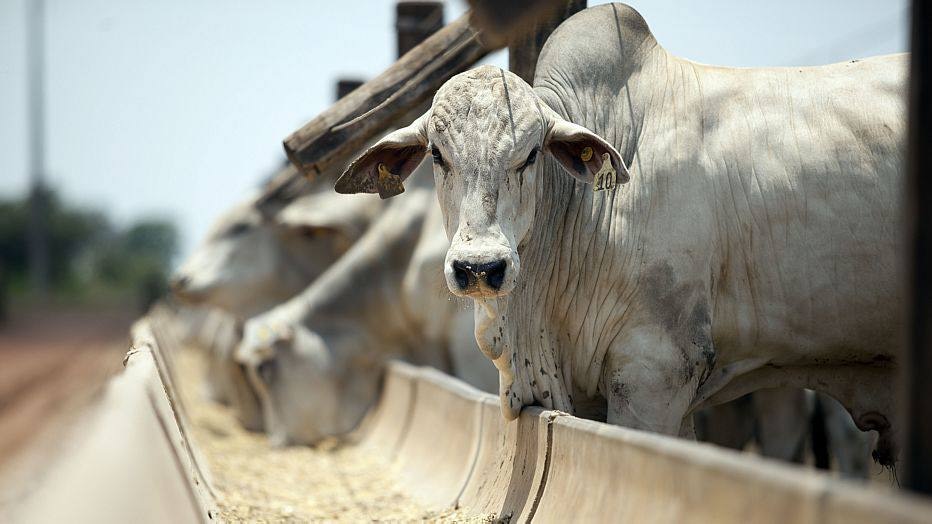 Governo vai propor extin&ccedil;&atilde;o da estatal que fabrica chip de boi