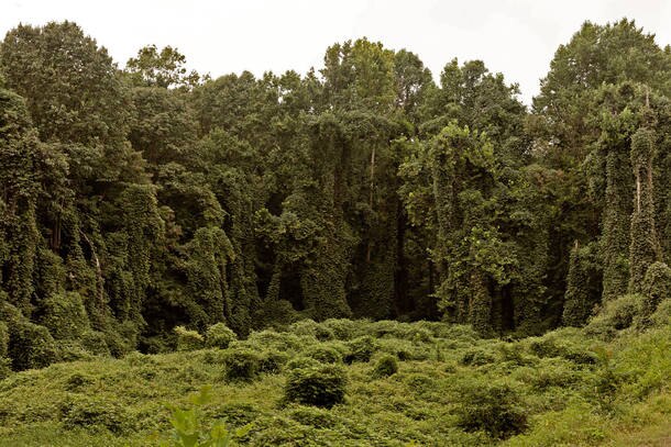 As plantas têm retirado mais dióxido de carbono do ar. Mas grande parte desse gás é devolvido à atmosfera.