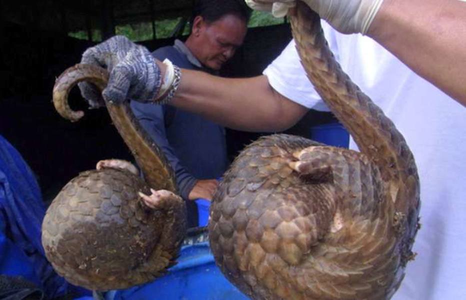 Autoridades tailandesas descobrem contrabando de pangolins; mamífero vive em zonas tropicais da Ásia