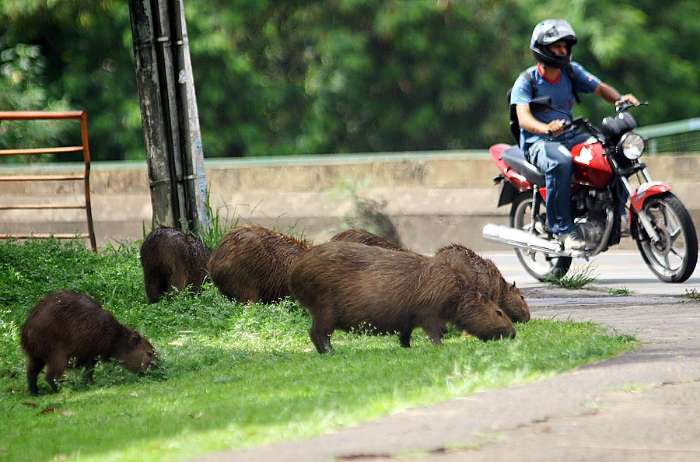 Capivaras são vistas com frequência no entorno da orla do Rio Piracicaba